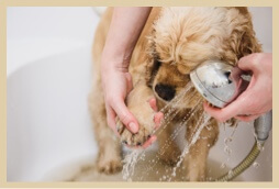 オゾンシャワー無料